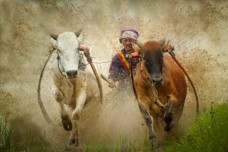 cow racing