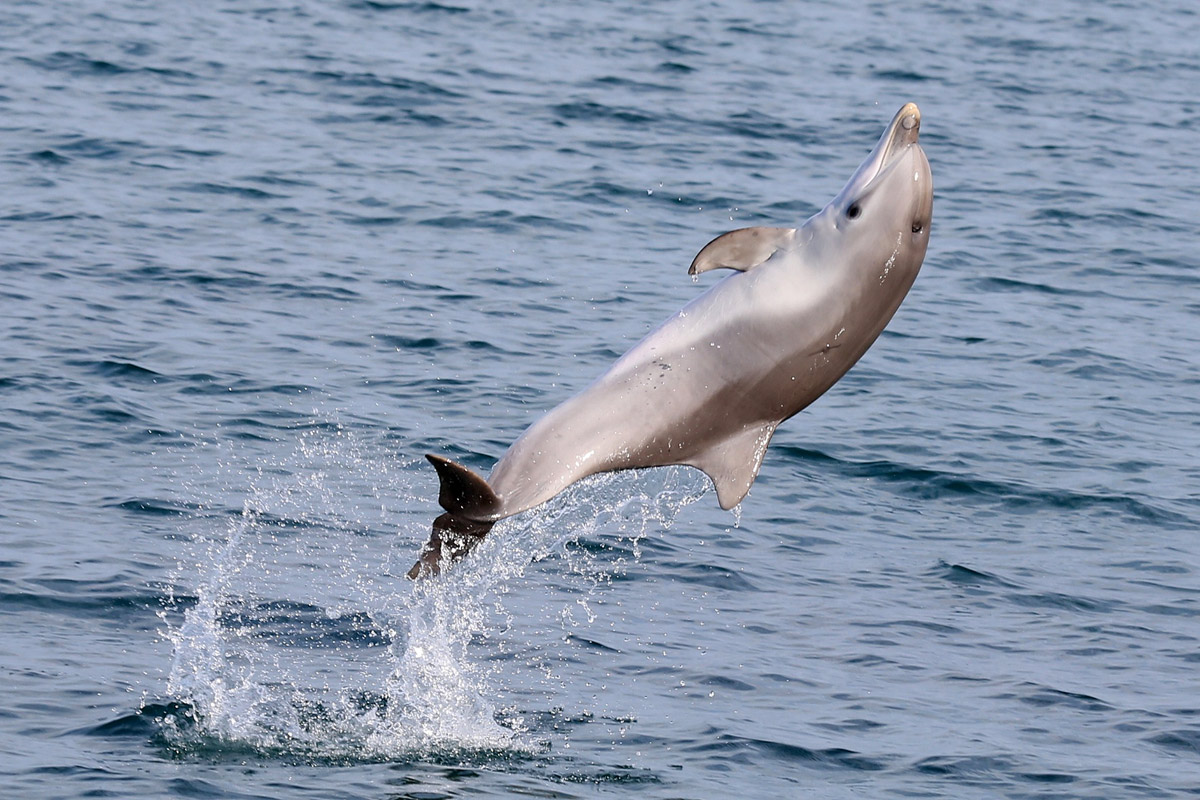 Baby Dolphin Jumping